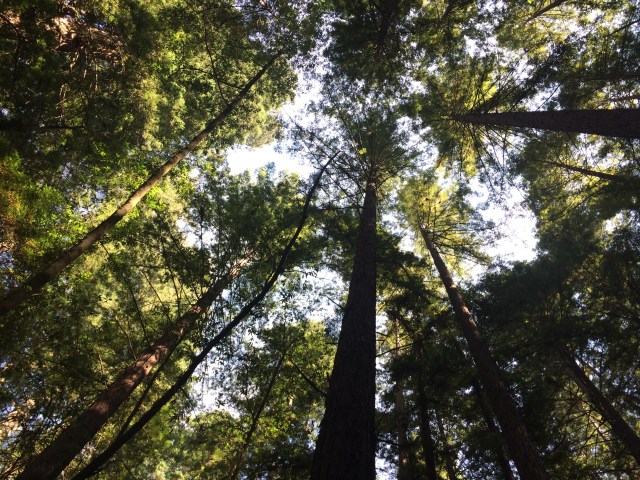 Giant Redwoods