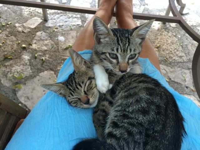 Kittens at Villa Kerasia